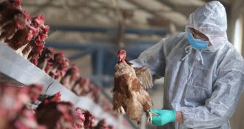 Viện Pasteur TP HCM triển khai gấp biện pháp phòng cúm H5N1