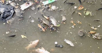TPHCM: Cá lại chết trắng kênh Nhiêu Lộc - Thị Nghè sau mưa lớn