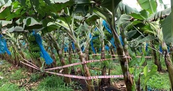 Phát hiện bé sơ sinh đang phân hủy trong túi vải đen tại Bà Rịa – Vũng Tàu