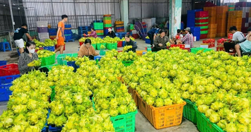 Thanh long vàng “cháy hàng” dịp Tết