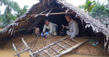 Những hình ảnh tang thương miền Trung: Trâu bò vào nhà, xe máy treo lên cao tránh lũ