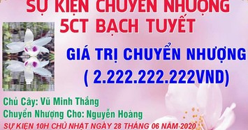 Dân chơi Hưng Yên chuyển nhượng 2 chậu lan Bạch Tuyết giá 2,6 tỷ đồng