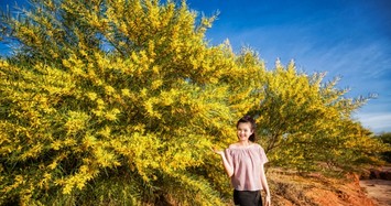 Choáng ngợp mùa lá vàng ở Phan Thiết đẹp mê hồn như mùa thu Hàn Quốc