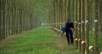 Lãi ròng 9 tháng của Cao su Tây Ninh tăng 11%