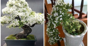 Ngắm bạch tuyết mai bonsai tuyệt đẹp chưng Tết