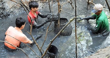 Lặn bùn bắt cá đồng mùa nước cạn thu tiền triệu mỗi ngày