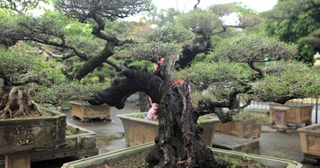 Thư giãn với những thế độc lạ của Bonsai phi lao