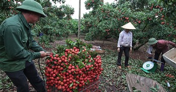 Nhờ vải thiều Lục Ngạn, bác nông dân này một phút lên tiên thành tỷ phú