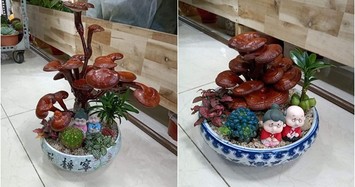 Chán cây cảnh, đại gia săn nấm linh chi bonsai chơi Tết