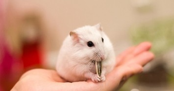 Chuột hamster không còn hàng để bán trước Tết Canh Tý 2020