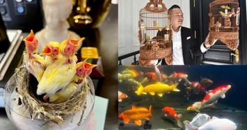 Lại sốt thú chơi xa xỉ của đại gia Hà thành chi tiền tỷ mua chim non đột biến