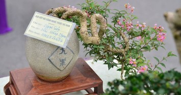 Những chậu bonsai tí hon nhưng trị giá cả trăm triệu đồng 