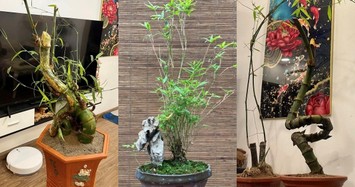 Lại xuất hiện trào lưu tre bonsai siêu độc chơi Tết