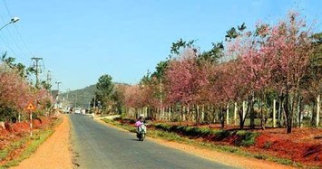 Lâm Đồng: Nhờ đâu Cty Thành Tâm An thắng gói thầu 3,34 tỷ làm đường tại Thọ Xuân?