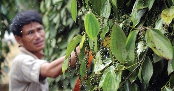 Giá cà phê và hồ tiêu hôm nay tiếp tục tăng vọt