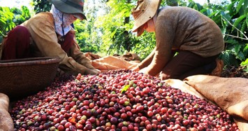 Giá hồ tiêu ngày 23/9 đi ngang, giá cà phê quay đầu giảm