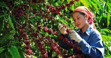 Giá cà phê tăng trở lại, tiêu quay đầu giảm hôm nay