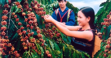 Giá cà phê hôm nay tăng nhẹ