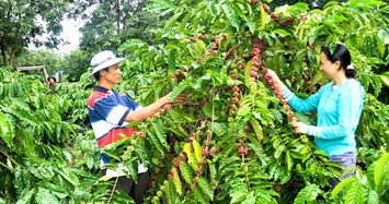 Giá cà phê và tiêu hôm nay tiếp tục giảm