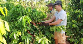 Giá cà phê hôm nay tiếp tục tăng mạnh 