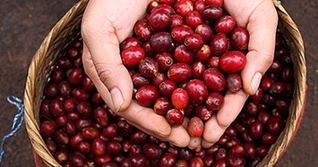 Giá tiêu hôm nay 2/3: Tiếp đà tăng mạnh