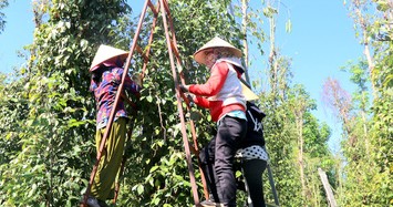 Giá tiêu hôm nay: Lặng sóng, chờ diễn biến mới qua nghỉ lễ