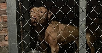 Người mẹ 82 tuổi bị chó Pitbull của con gái cắn tử vong tại chỗ 