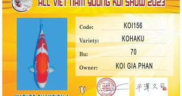 Xem 'sắc đẹp' của hàng trăm con cá KOI dự thi Young KOI Show 2023 