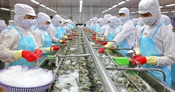 'Vua tôm' Minh Phú hào phóng chi 300 tỷ cổ tức dù thua lỗ