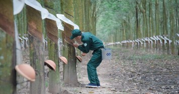 Cao su Tây Ninh báo lãi cao nhất 10 năm