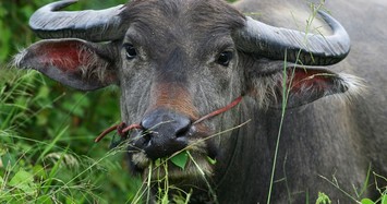 Sự thật hãi hùng về 'đầu trâu mặt ngựa' trong truyền thuyết