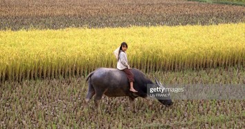 Chùm ảnh đồng quê miền Bắc thanh bình năm 1987