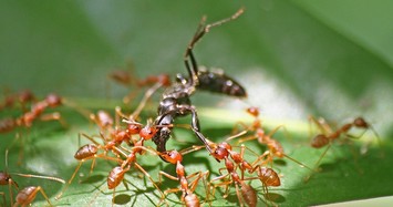 12 loài săn mồi khét tiếng trong thế giới côn trùng