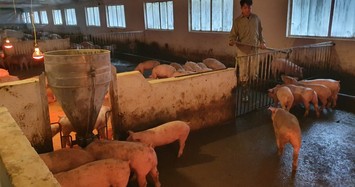 Giá heo hơi hôm nay 17/2: C.P giảm giá, heo hơi rơi mốc 84.000 đ/kg