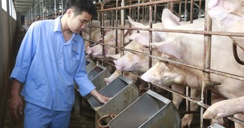 Giá heo hơi hôm nay 25/5: Heo Thái tràn về, giá heo hơi vẫn tiến sát 100.000 đồng/kg