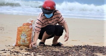 Vì sao ốc dạt vào bờ biển dày đặc?