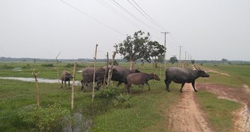 Dự án nghìn tỷ trở thành nơi chăn trâu ở Sài Gòn