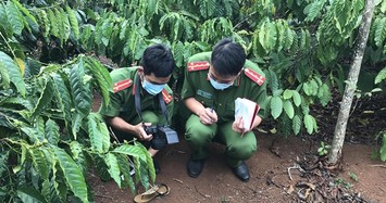 Thi thể cô gái trong rẫy cà phê: Nạn nhân quay cảnh ân ái với người tình nên bị giết