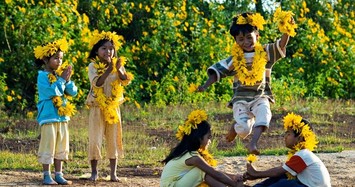 Lãng đãng mùa hoa Dã Quỳ trên cao nguyên Mộc Châu