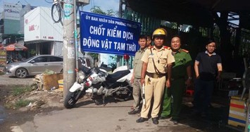 TP.HCM khẩn cấp đối phó, rải vôi cô lập dịch tả heo châu Phi 