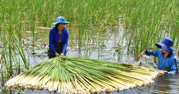 Bồn bồn, đặc sản dân dã miền Tây cực tốt cho sức khỏe