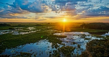 Pantanal là vương quốc của 'quái vật' khổng lồ