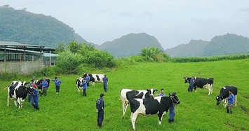 Về tay Vinamilk, GTNfoods lên phương án huỷ niêm yết và sáp nhập vào Vilico