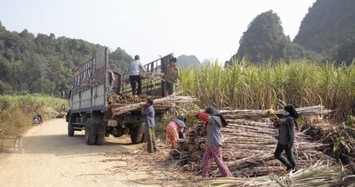 Thành viên HĐQT Mía đường Cao Bằng bị phạt do chậm báo cáo giao dịch cổ phiếu