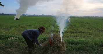 Rơm khô, vỏ trấu được rao bán rầm rộ trên mạng để làm gì?