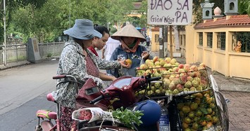 Dân trong nghề tiết lộ xuất xứ đào Sa Pa giá siêu rẻ