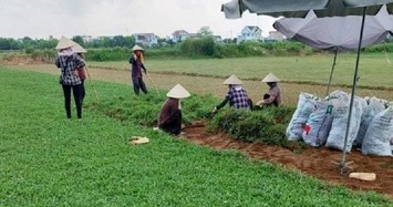 Những loại cỏ dại giúp nông dân đổi đời