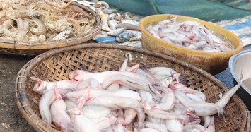 Cá khoai bất ngờ đắt khách, giá cả triệu đồng/kg 