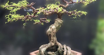 Những chậu bonsai có hình thù kỳ dị, lạ mắt khiến đại gia mê đắm 