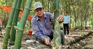 Những loài cây dại giúp nông dân làm giàu 